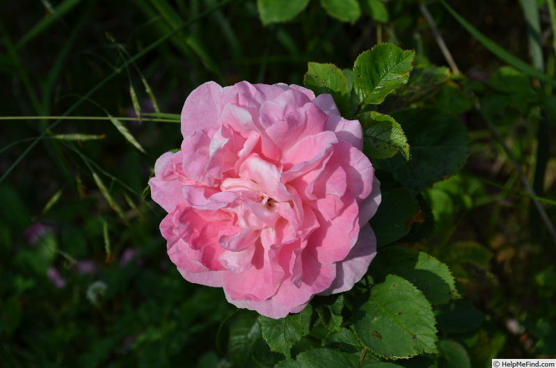 'Thusnelda' rose photo