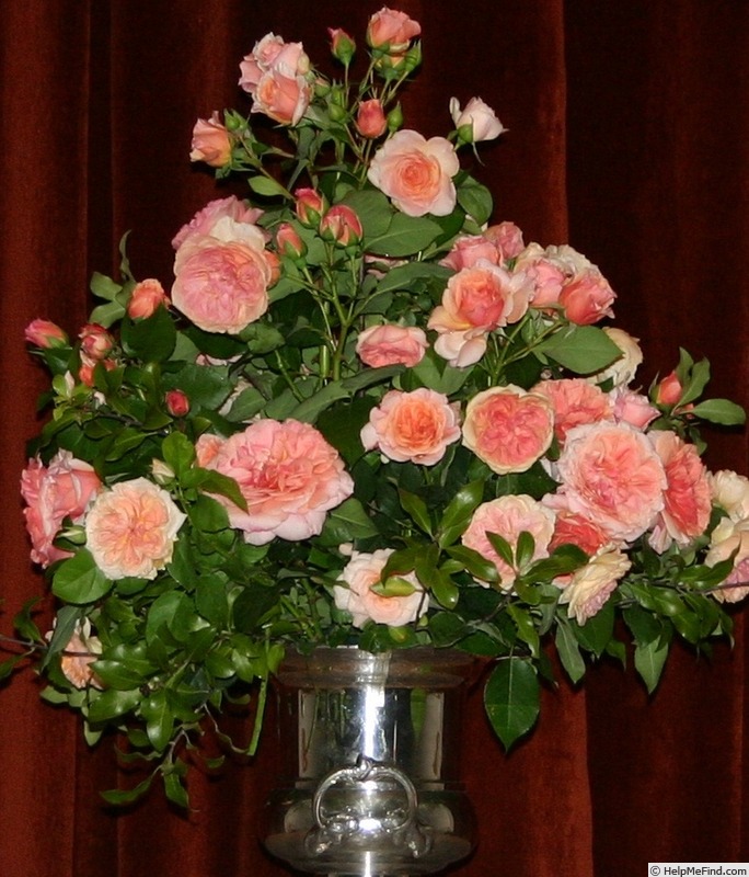 'Knysna' rose photo