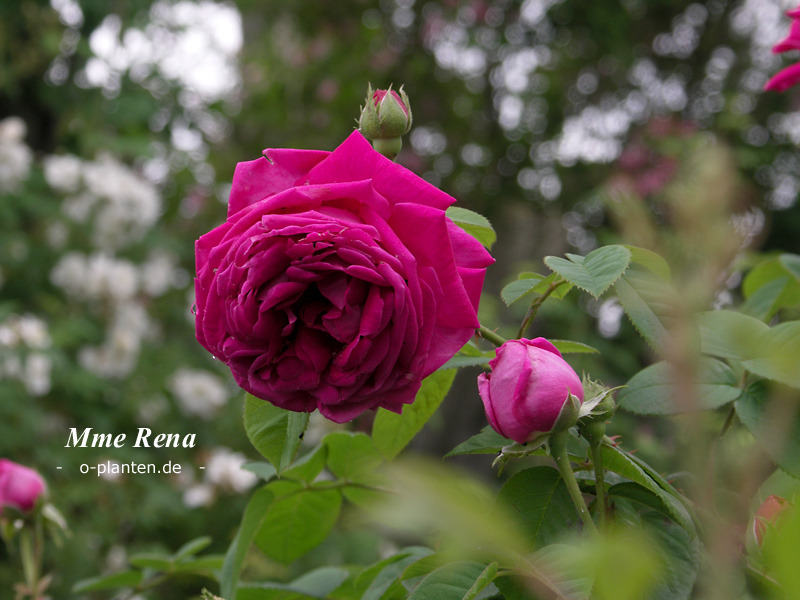'Madame Rena' rose photo
