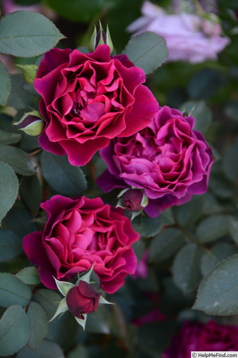 'Odysseia' rose photo