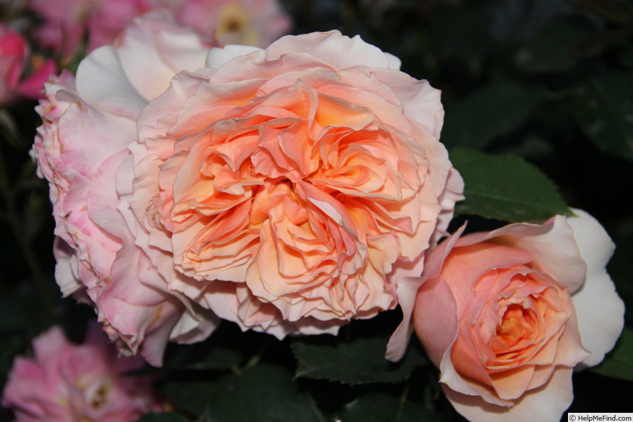 'Froufroutante Jackie ®' rose photo