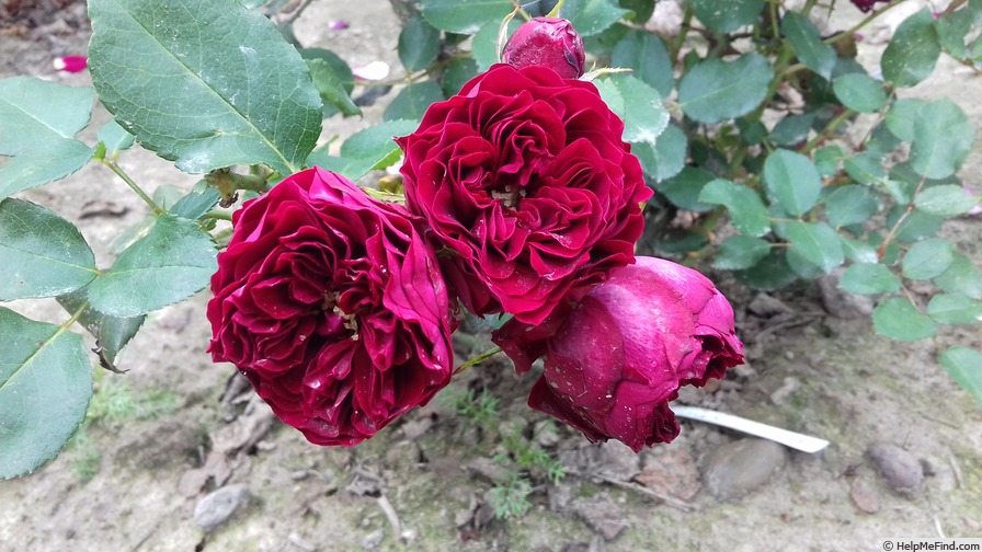 'Tadeusz Kościuszko ®' rose photo
