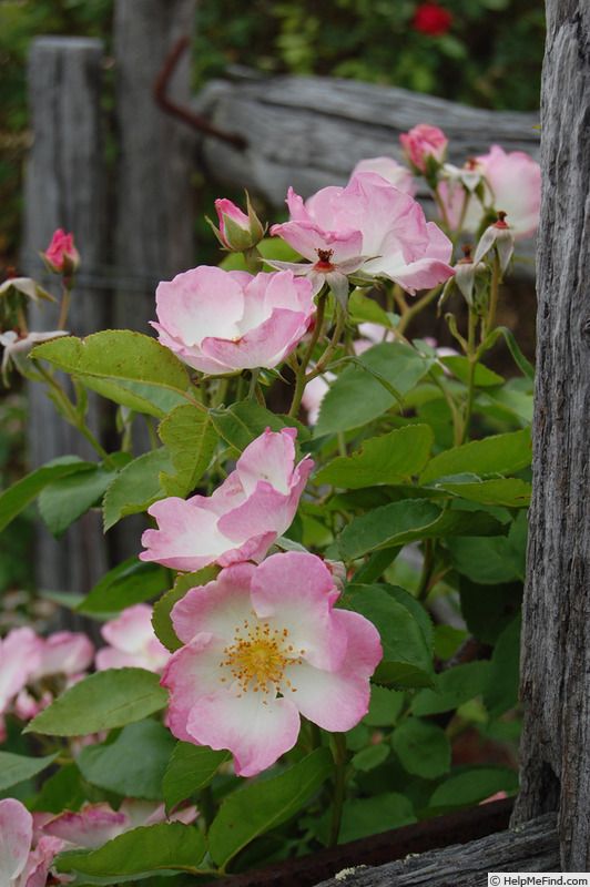 'Ringlet' rose photo