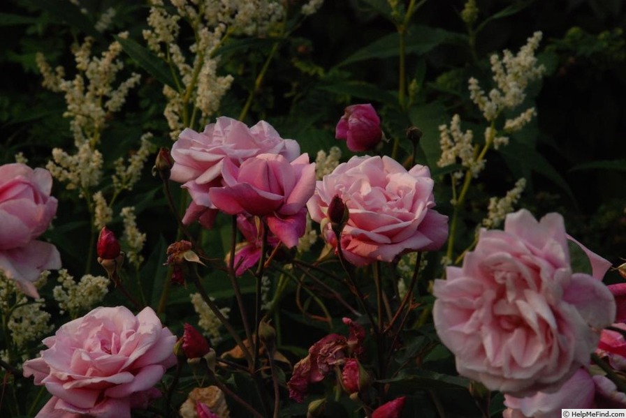 'Le Vésuve (china, Laffay, 1825)' rose photo