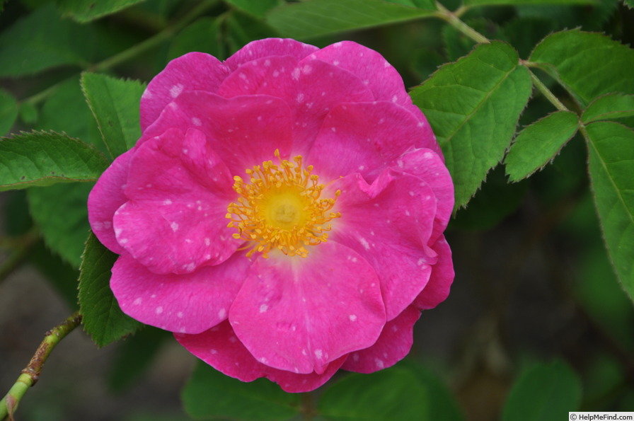 'Helga Brauer' rose photo