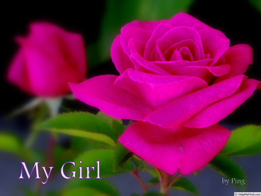 'My Girl (shrub, Lim, 2006)' rose photo