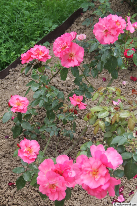 'Pink Dream (shrub, Weihrauch, 2003)' rose photo
