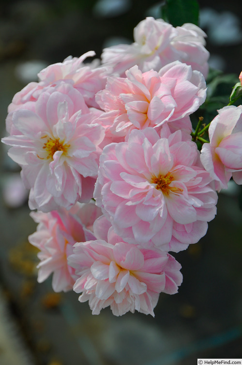 'Rosalie Lamorlière' rose photo