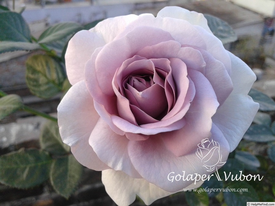 'Blue Bayou' rose photo