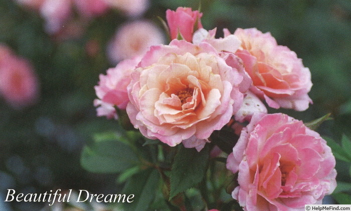 'Beautiful Dreamer (miniature, Moore)' rose photo
