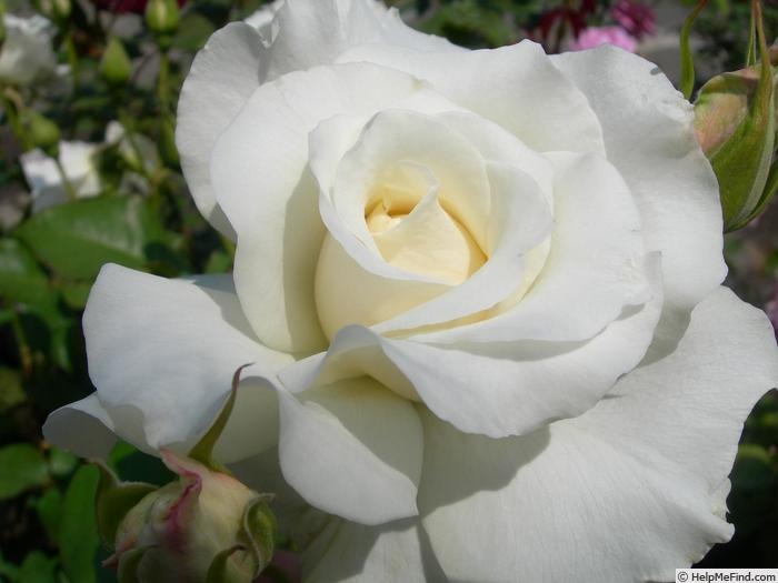 'Elegance Ivory' rose photo