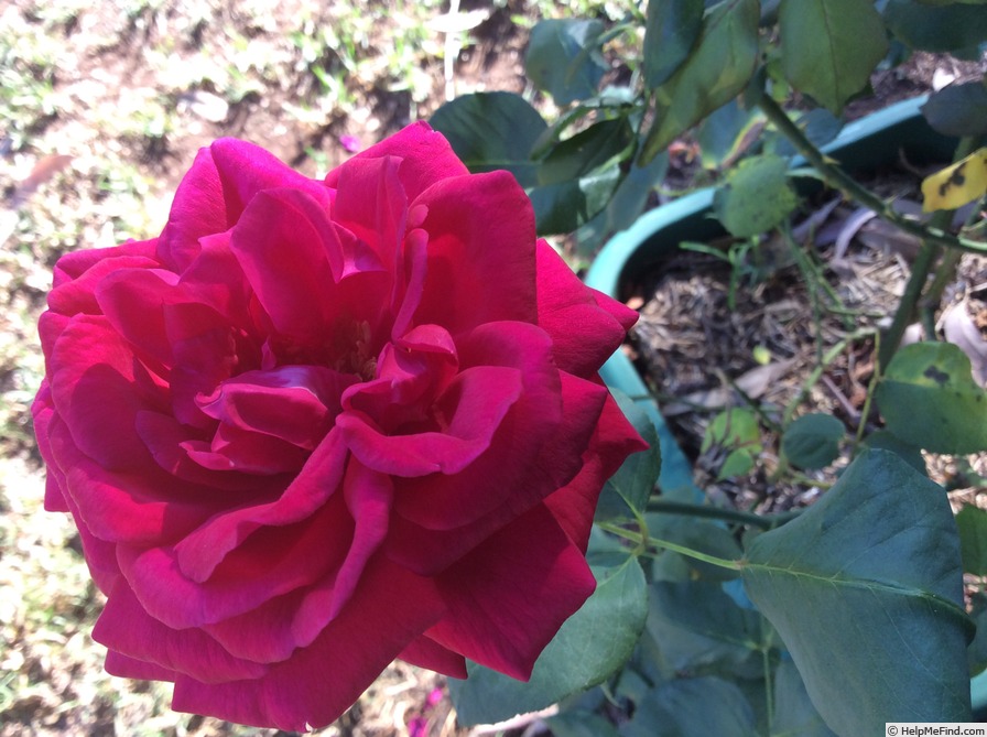 'Laurent Carle (hybrid tea, Pernet-Ducher 1907)' rose photo