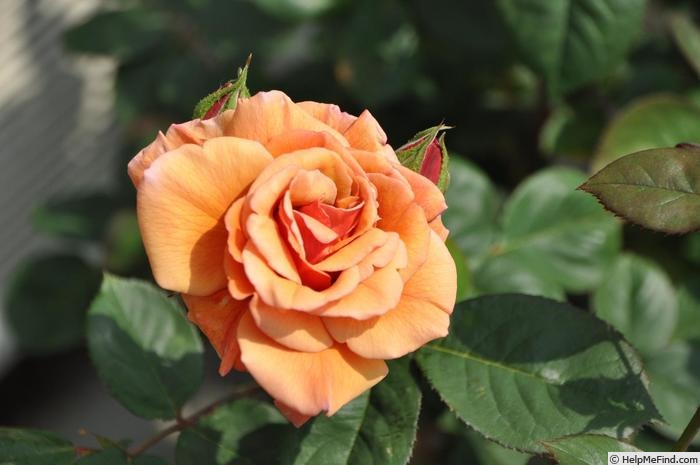 'Orange Pekoe (floribunda, Tagashira, 2007)' rose photo