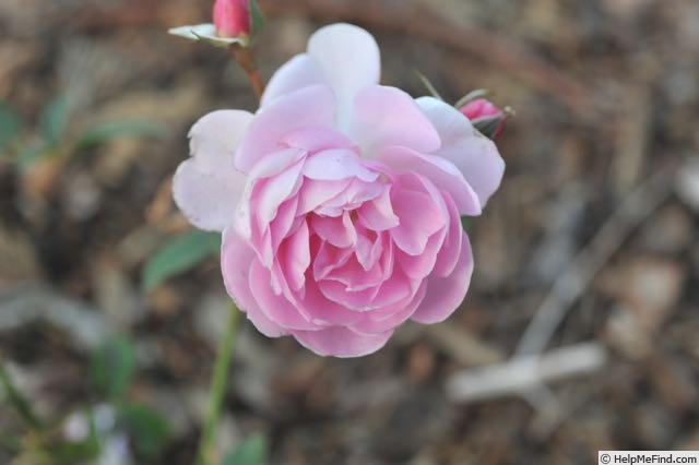 'Ann's Beautiful Daughter' rose photo