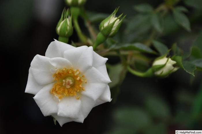 'Aoraki' rose photo