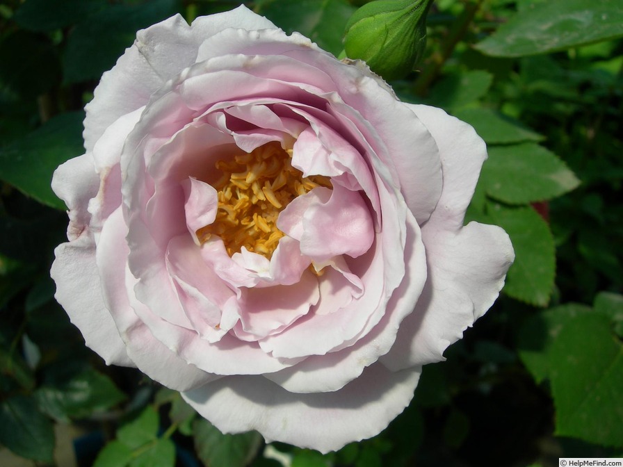 'Sterling Silver, Cl.' rose photo
