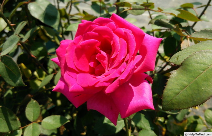 'Barbara (hybrid tea, Gaujard, 2006)' rose photo