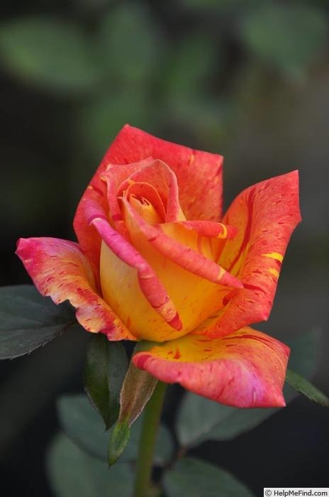 'Kagaribi' rose photo