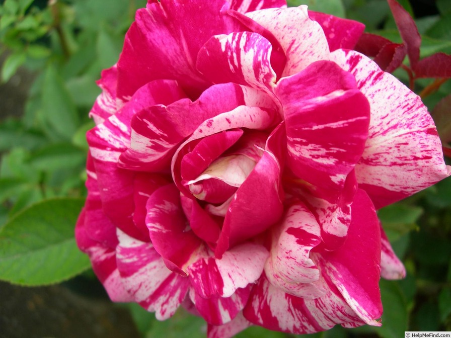 'Beni Kanoko' rose photo