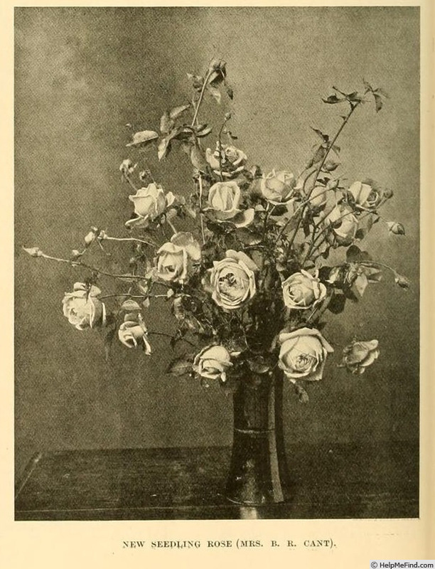 'Mrs. B.R. Cant (Tea, Cant, 1901)' rose photo