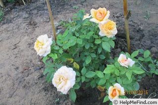 'Golden Buddha' rose photo