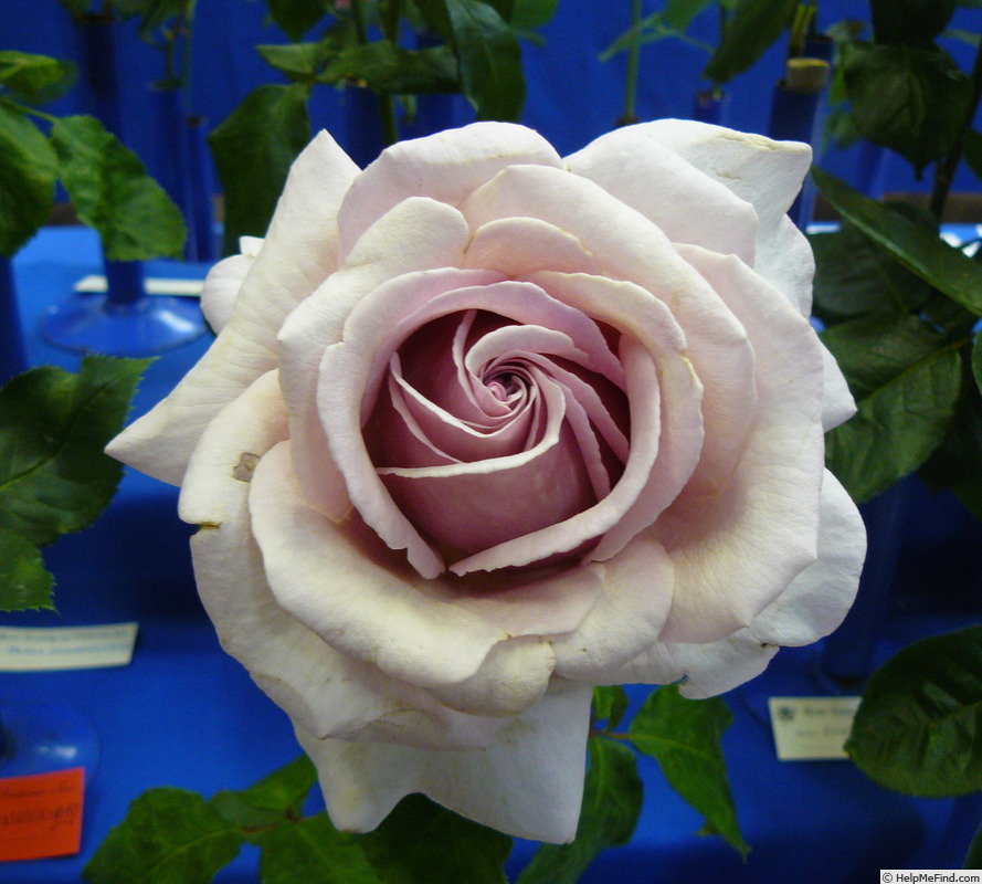 'Heaven Scent (HT, Weeks, 2001)' rose photo