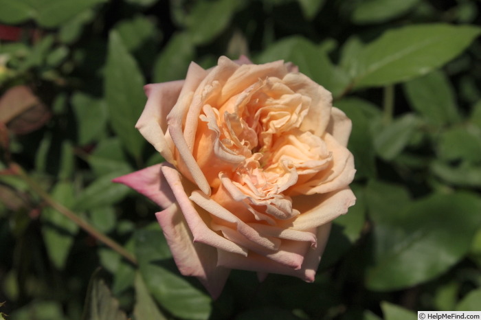 'Queen Mab' rose photo