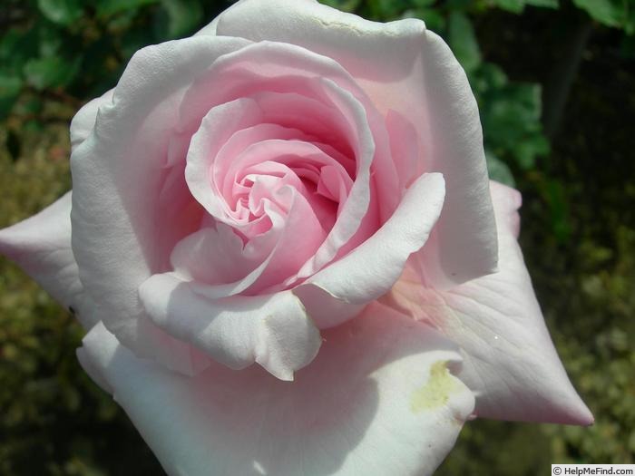'Shunpo' rose photo