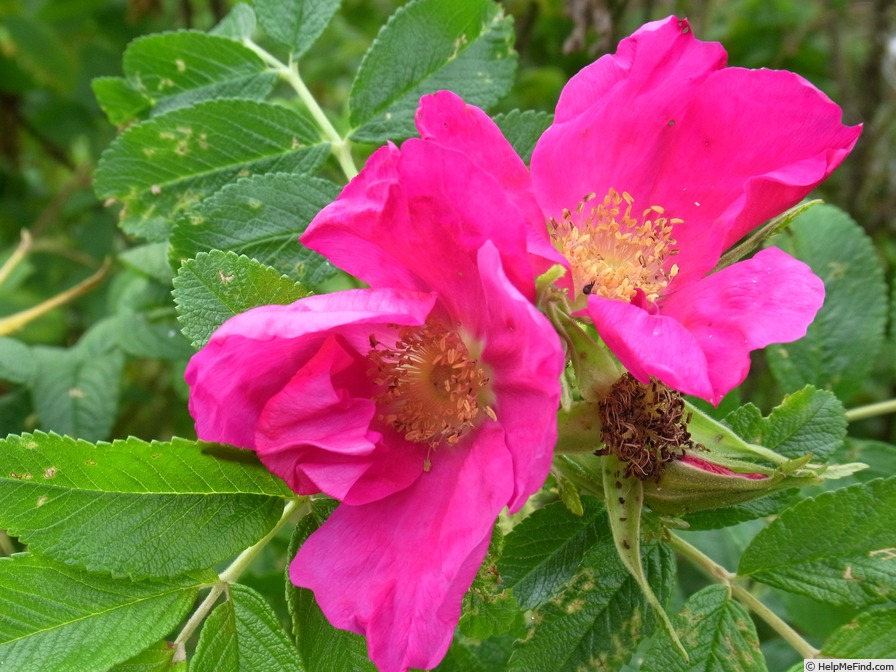 'Kamchatka Rose' rose photo