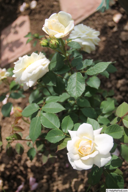 'Gruss an Aachen White' rose photo