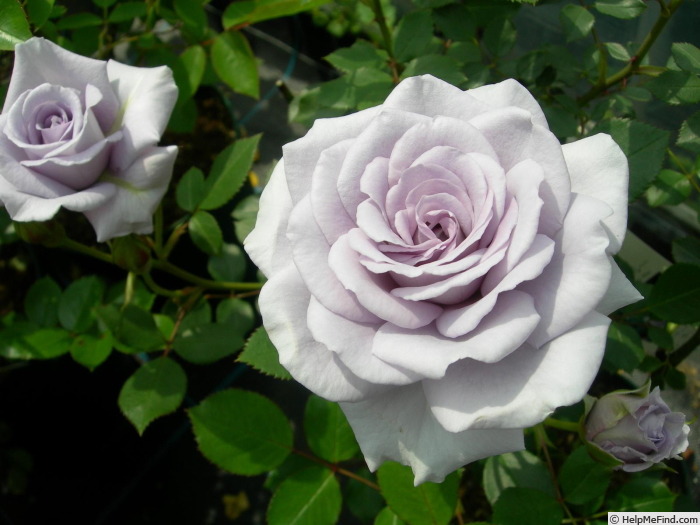 'Lovely Blue' rose photo