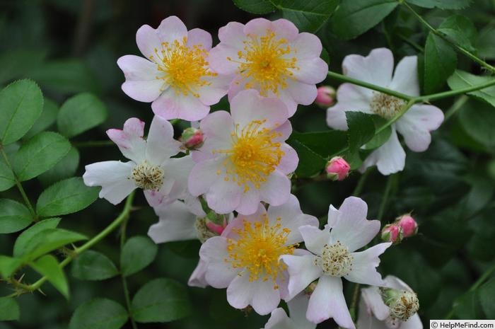 'Tsukushi-ibara' rose photo