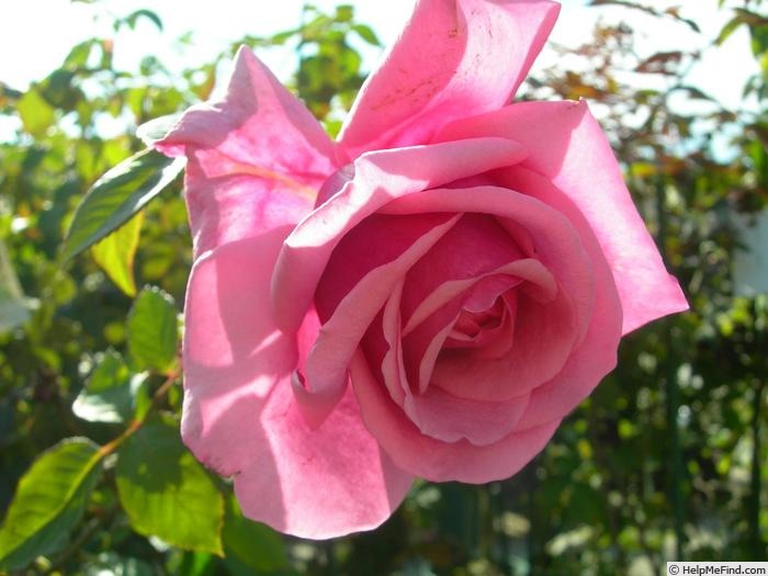 'Augustine Halem' rose photo