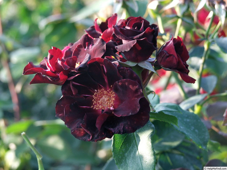 'Pretty Black' rose photo