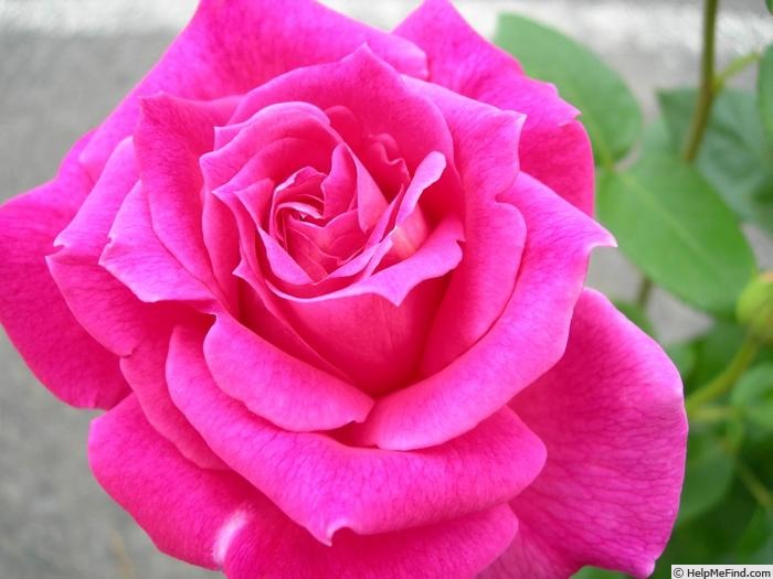 'Eden Rose, Cl. ®' rose photo