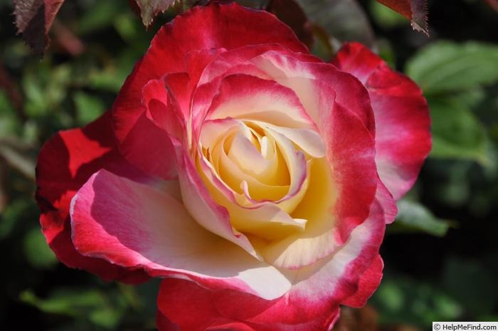 'Double Delight, Cl.' rose photo