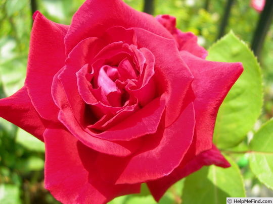 'Ernest H. Morse' rose photo
