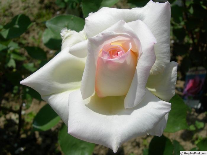'Touch of Venus' rose photo