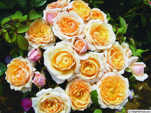 'Belle of the Ball' rose photo