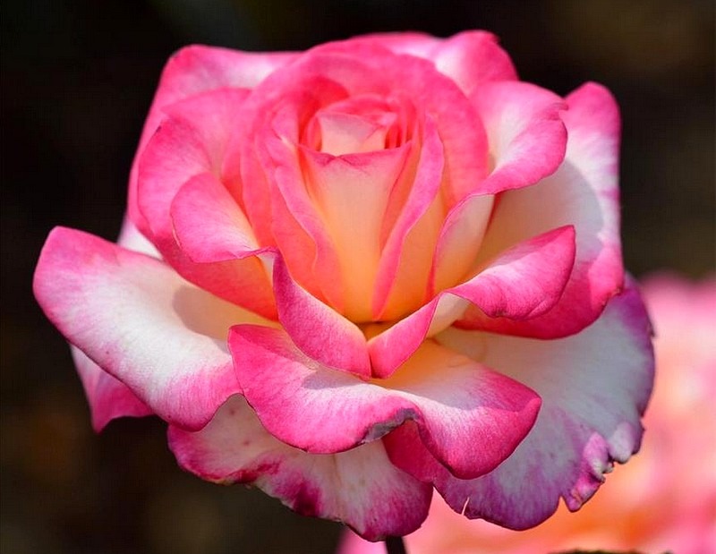 'Sophie Desmarets ®' rose photo
