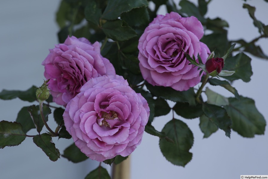 'Violette Parfum' rose photo