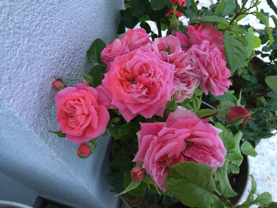 'Pepita Flower Circus®' rose photo