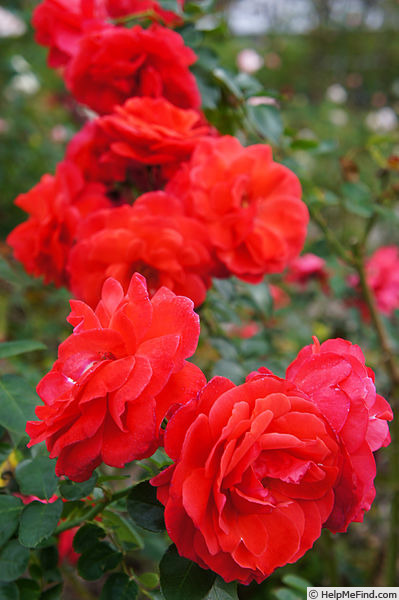 'Hanagasa' rose photo
