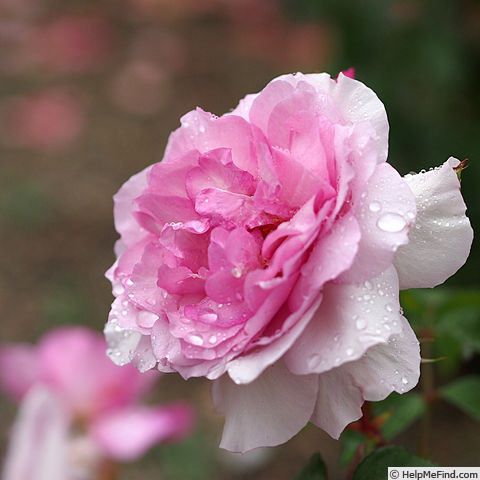 'Yumeka' rose photo