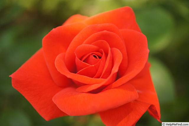'Feuerfunken' rose photo