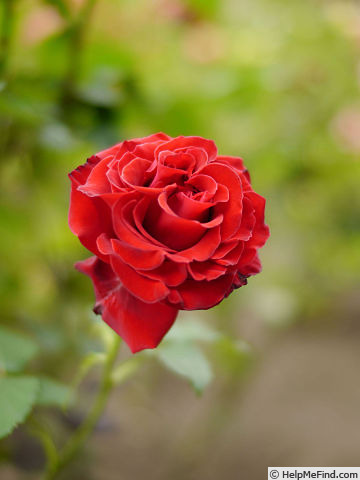 'Samantha ® (hybrid tea, Warriner 1974)' rose photo