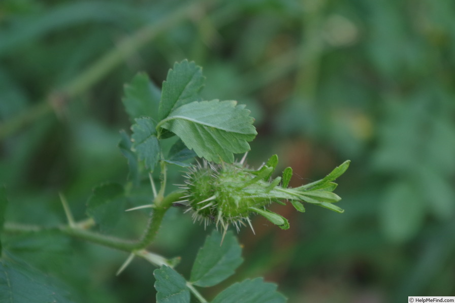 'R. stellata mirifica' rose photo