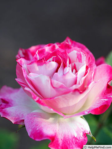 'Paul Potter' rose photo