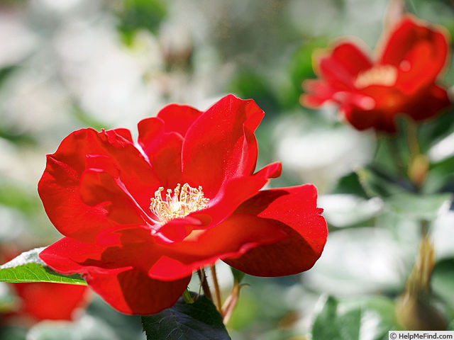 'Red Glory' rose photo