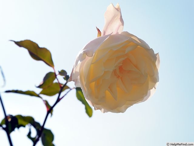 'Mrs. Campbell Hall' rose photo